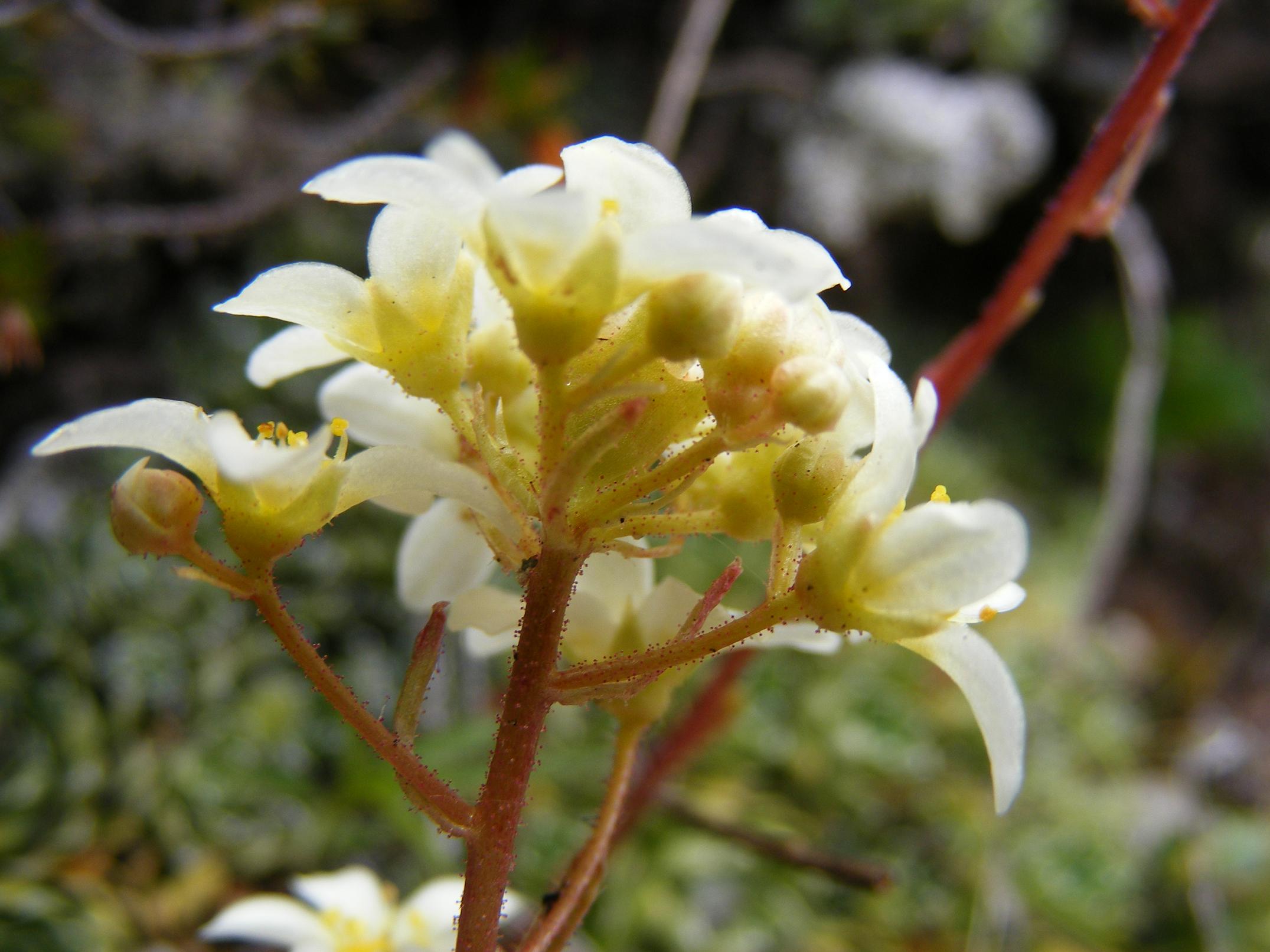 Saxifraga paniculata